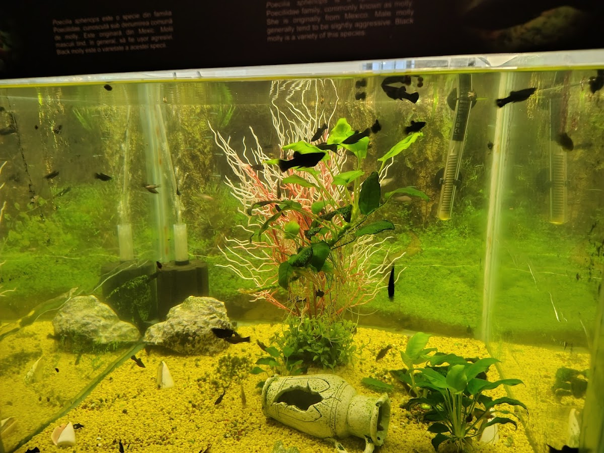 Aquarium et Exposition - foto 2