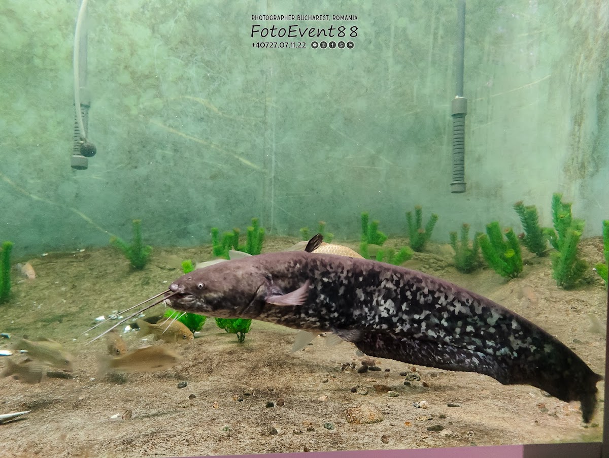 Aquarium et Exposition - foto 4