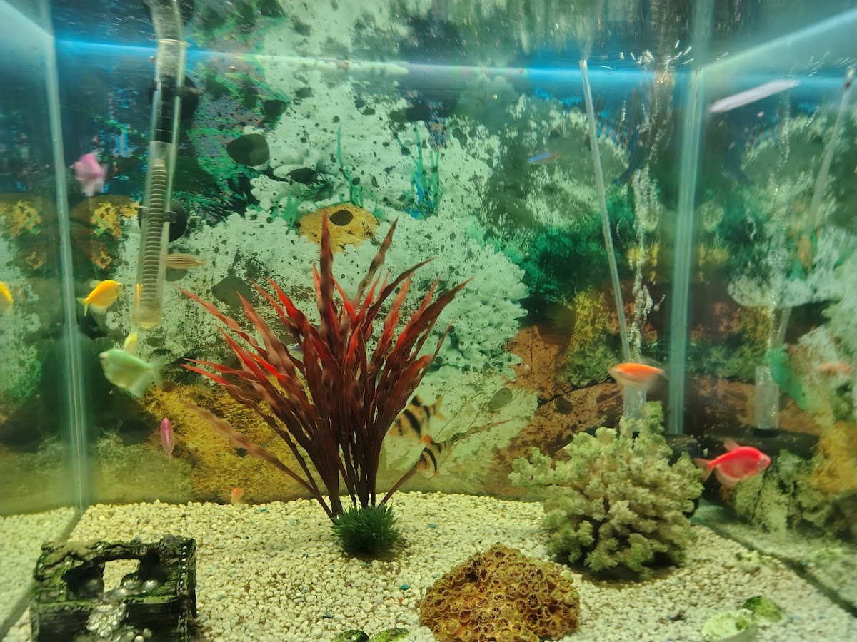 Aquarium et Exposition - foto 5