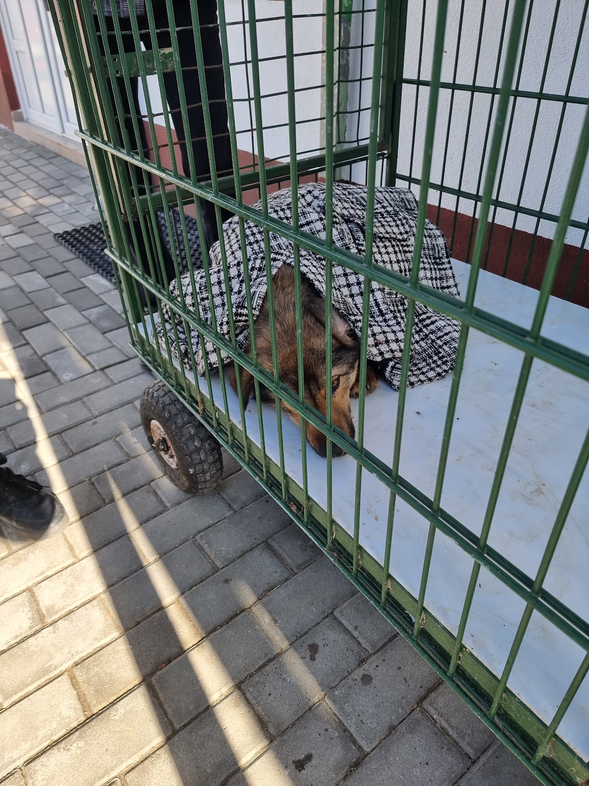 Refuge pour Chiens Smeura - foto 2