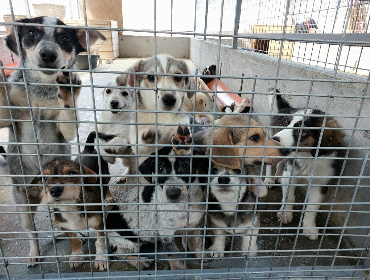 Refuge pour Chiens Smeura - foto 4