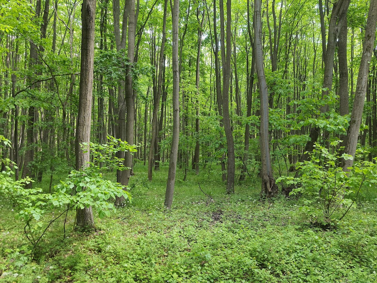Protected Natural Area Snagov Forest