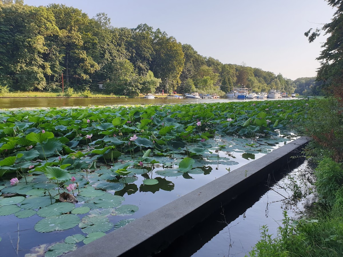 Aria Naturală Protejată Pădurea Snagov - foto 4