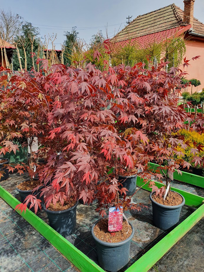 AUTÉNTICO Jardines&Paisajes - foto 3