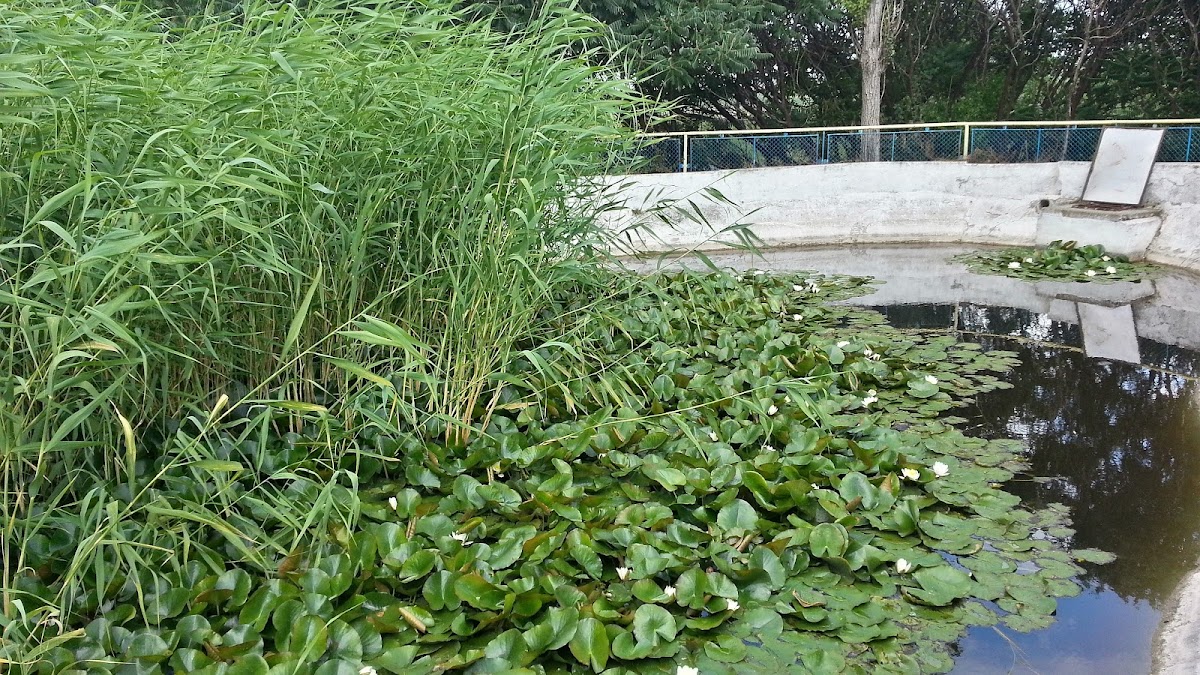 Băile Calacea - foto 2