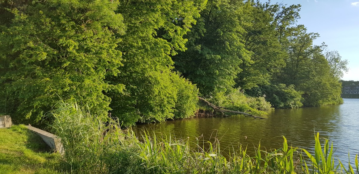 Balta Branesti - foto 4