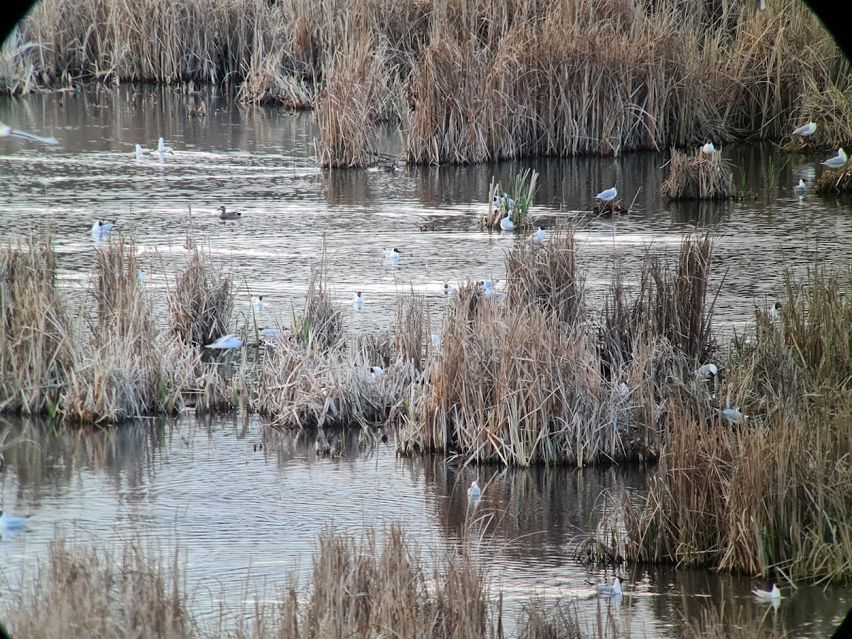 Balta Glina - Bălăceanca - foto 4