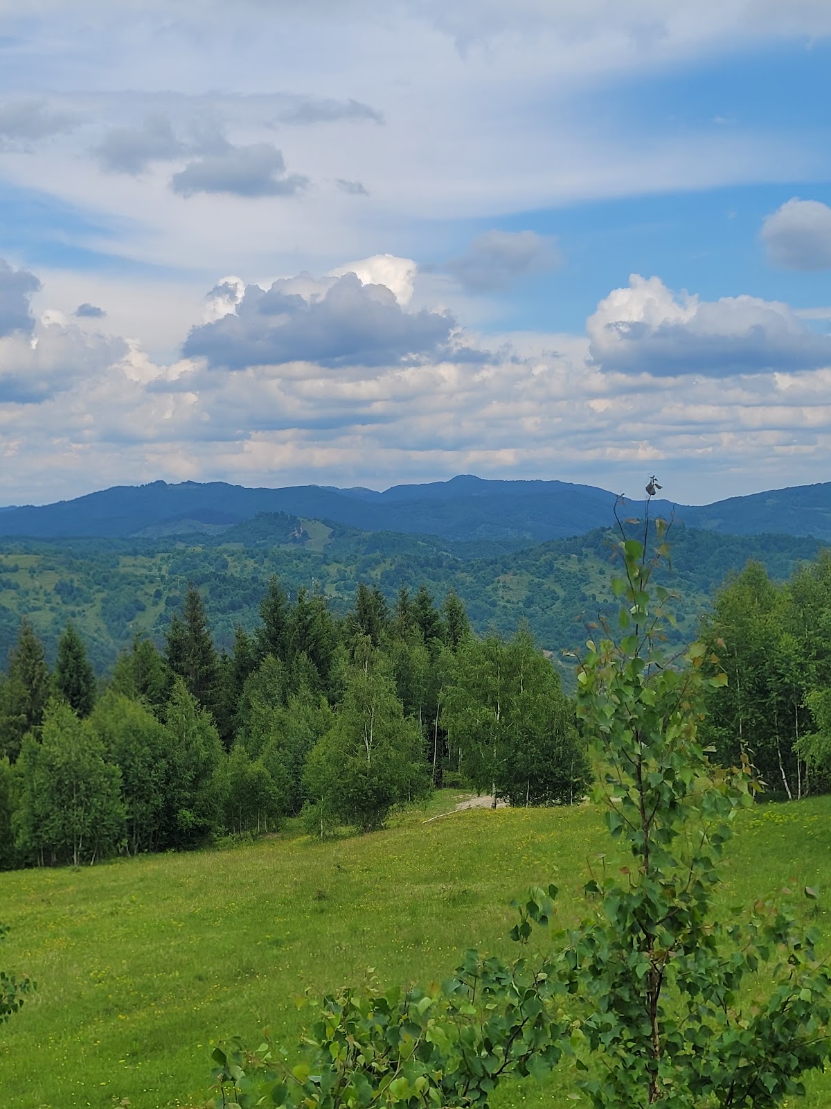 Belvedere Releu Măneciu - Vf. Poiana Mare