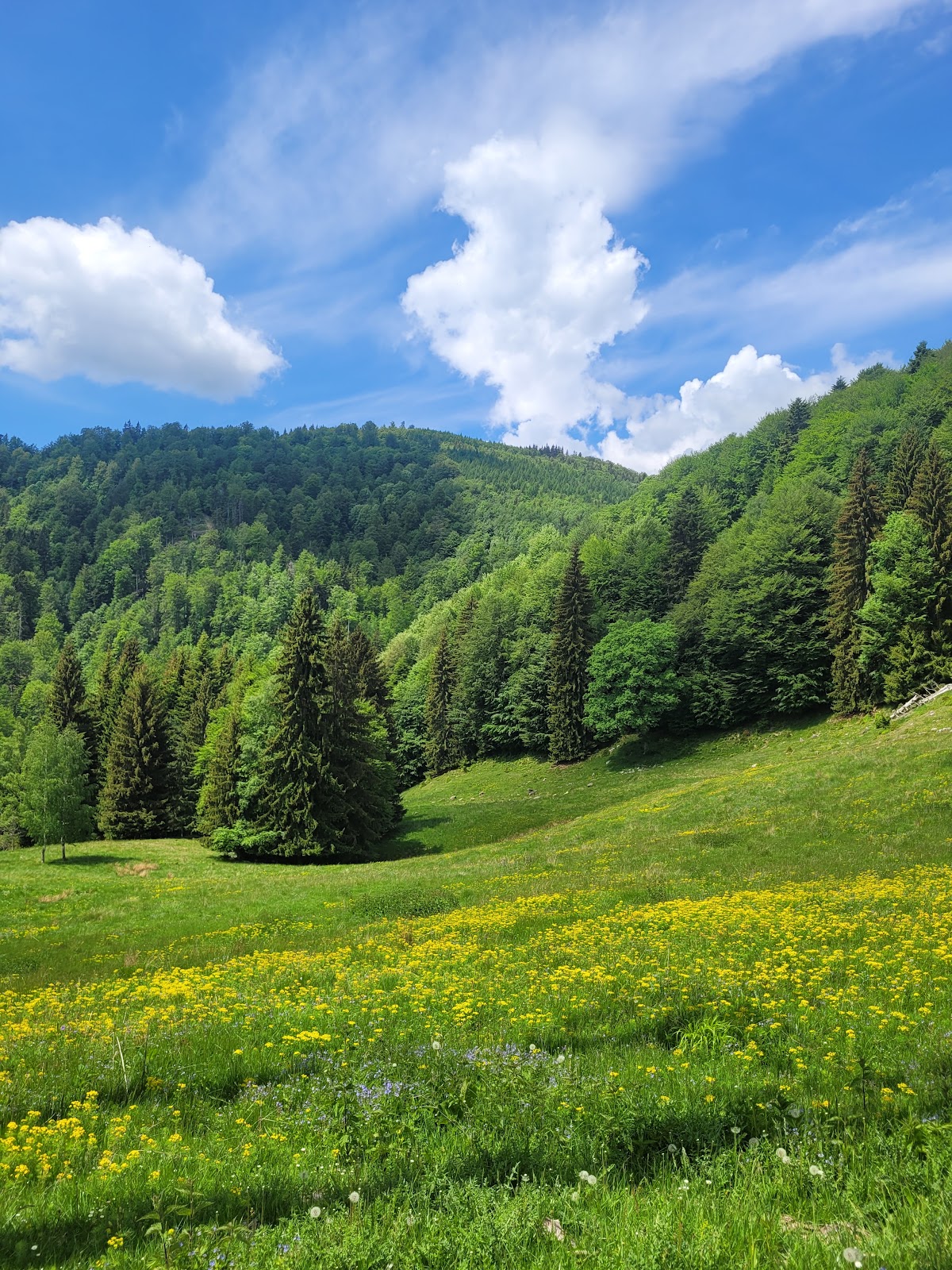 Belvedere Releu Măneciu - Vf. Poiana Mare - foto 4