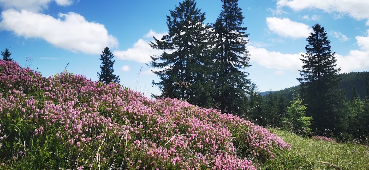 Cabana Crint - foto 5