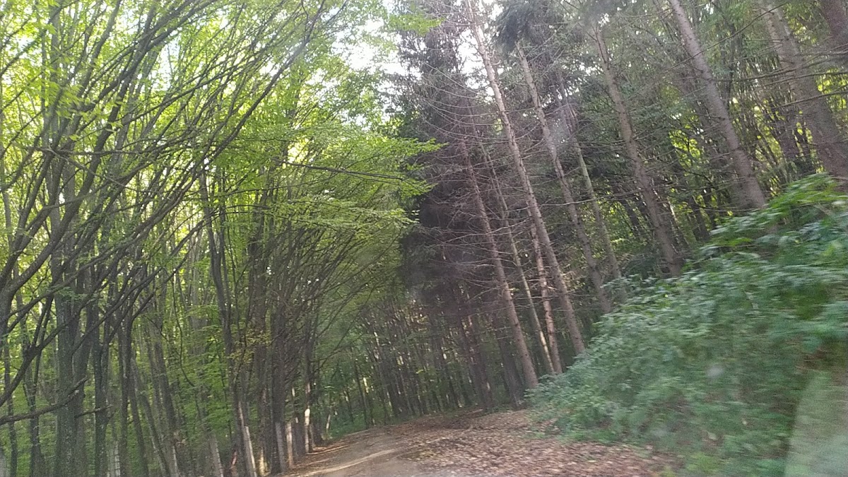 Cabana Runc - foto 2