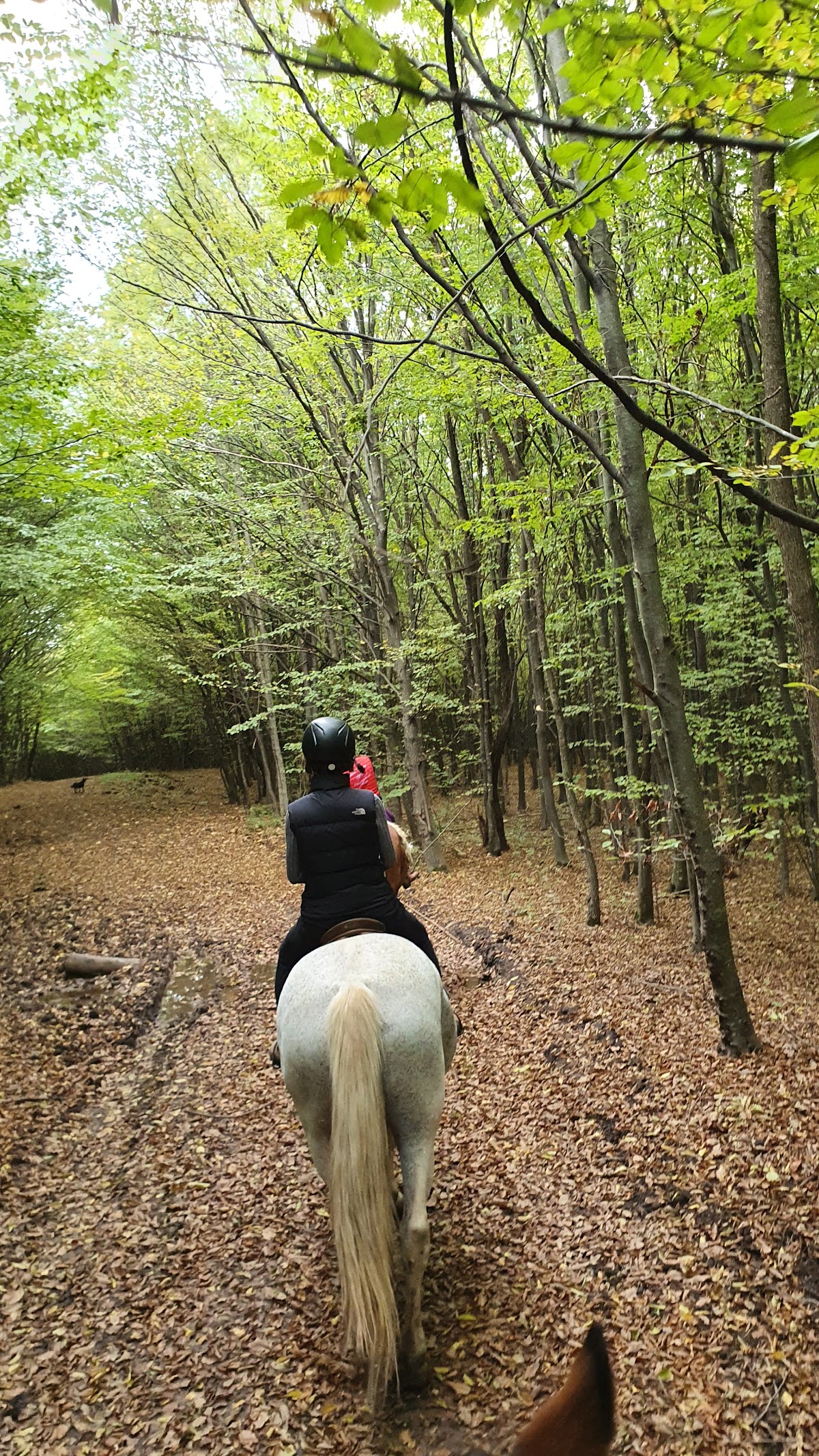 Horse Riding at Stana - foto 4