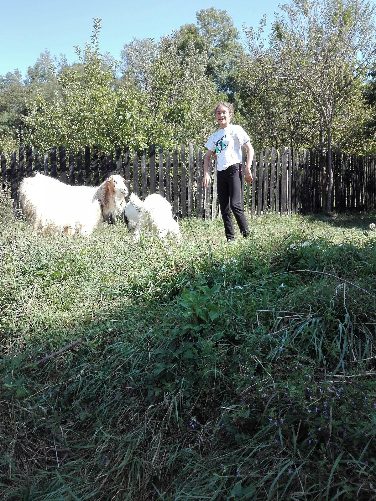 Calcarele de la Valea Mică - foto 4