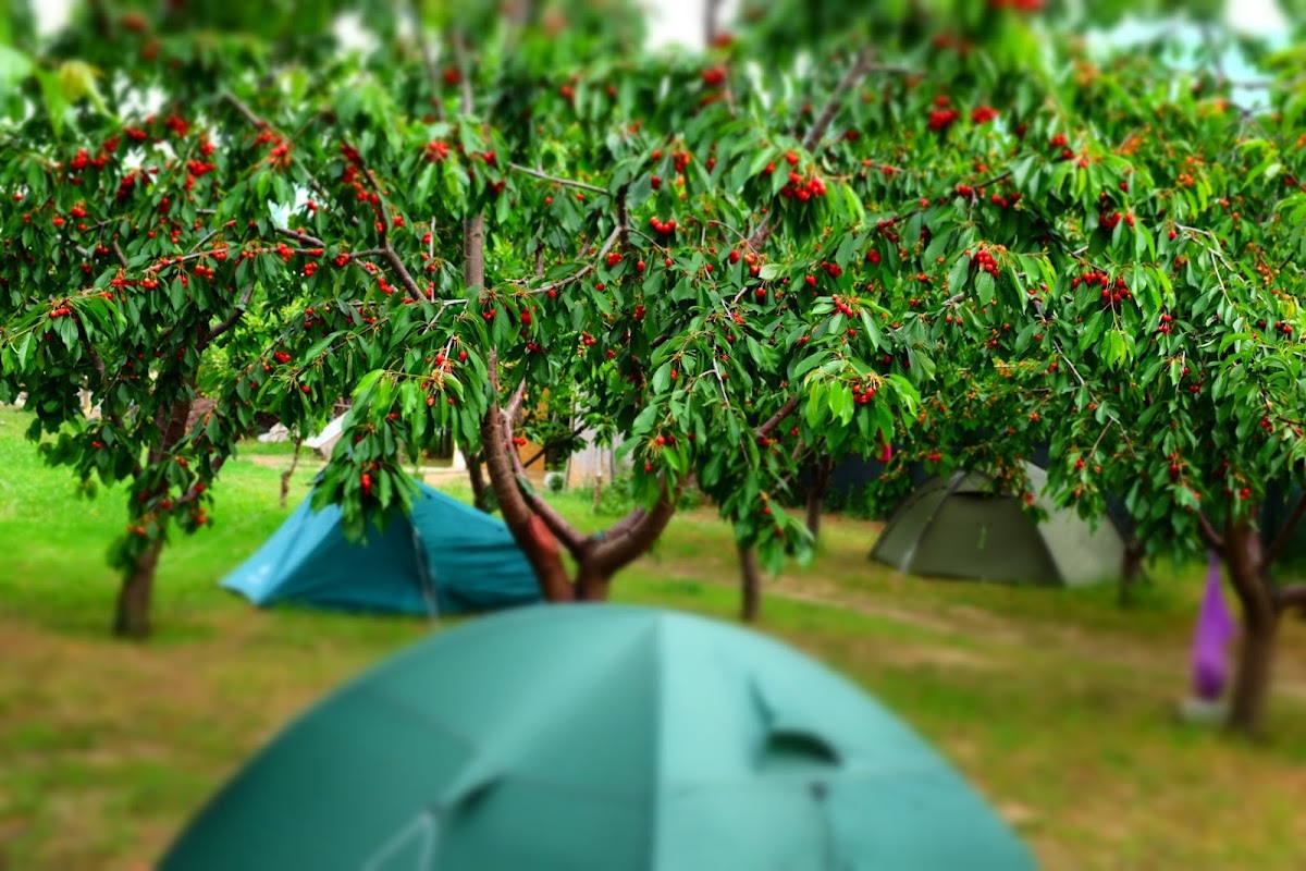 Camping Turtle Camp - foto 3