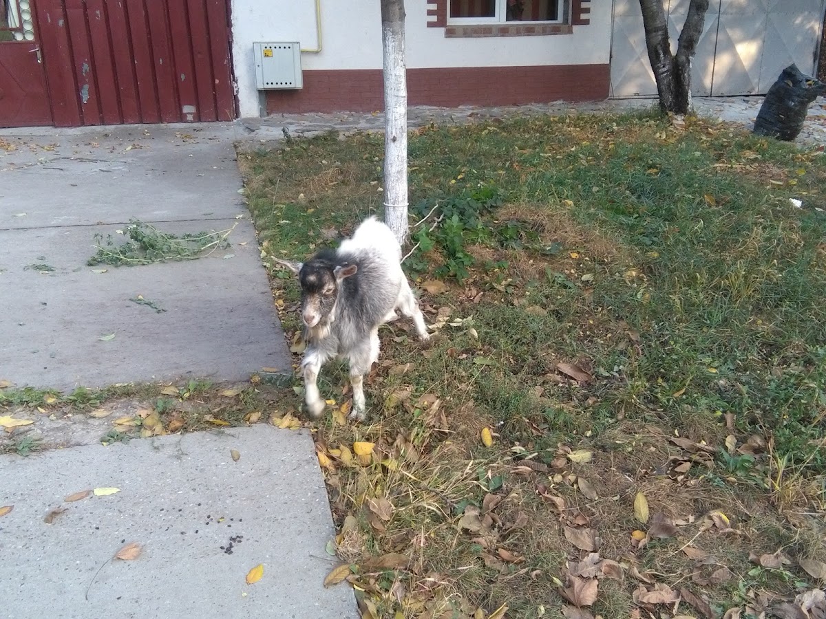 Cancaz SA