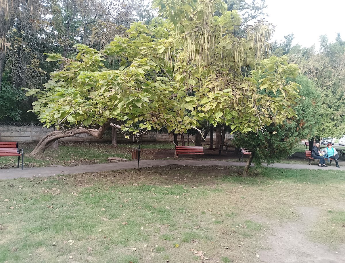 Caporalul Mușat - foto 5