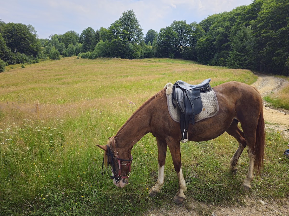 Carpathian Horse Trekking - foto 4