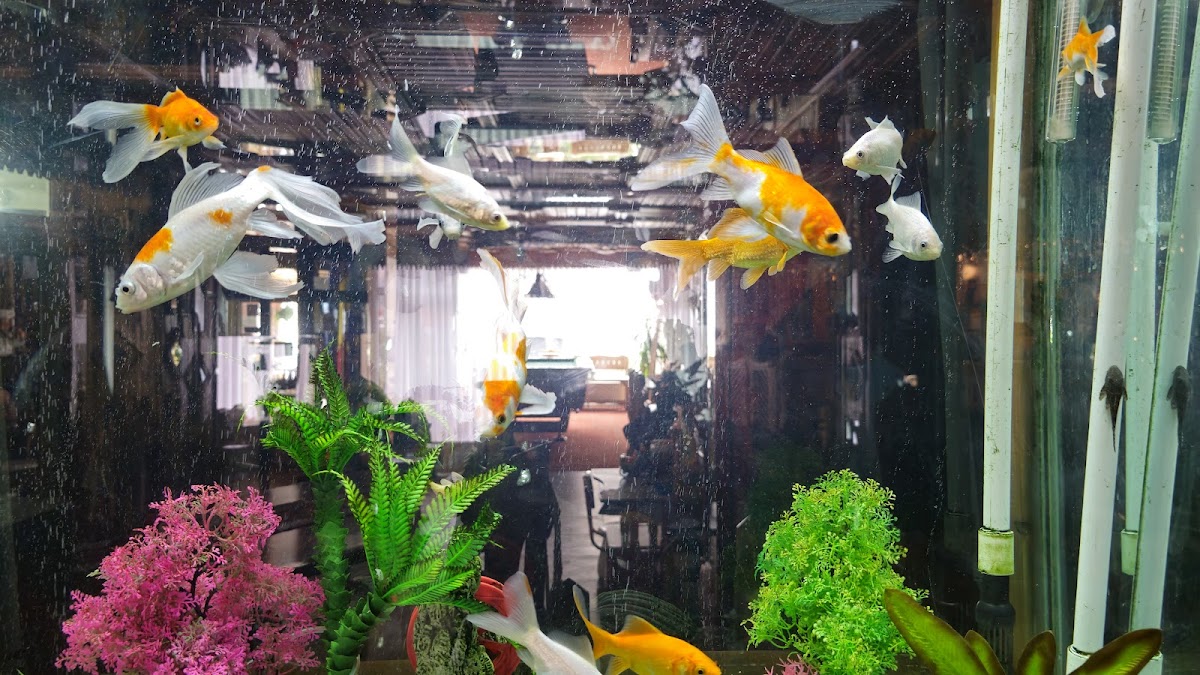 Casa Amicii - foto 4