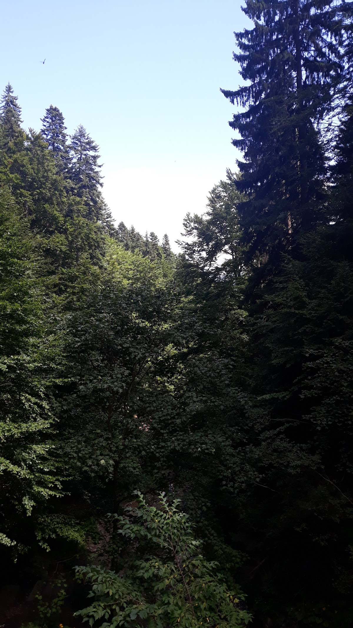 Cascada Urlătoarea (Bușteni) - foto 4