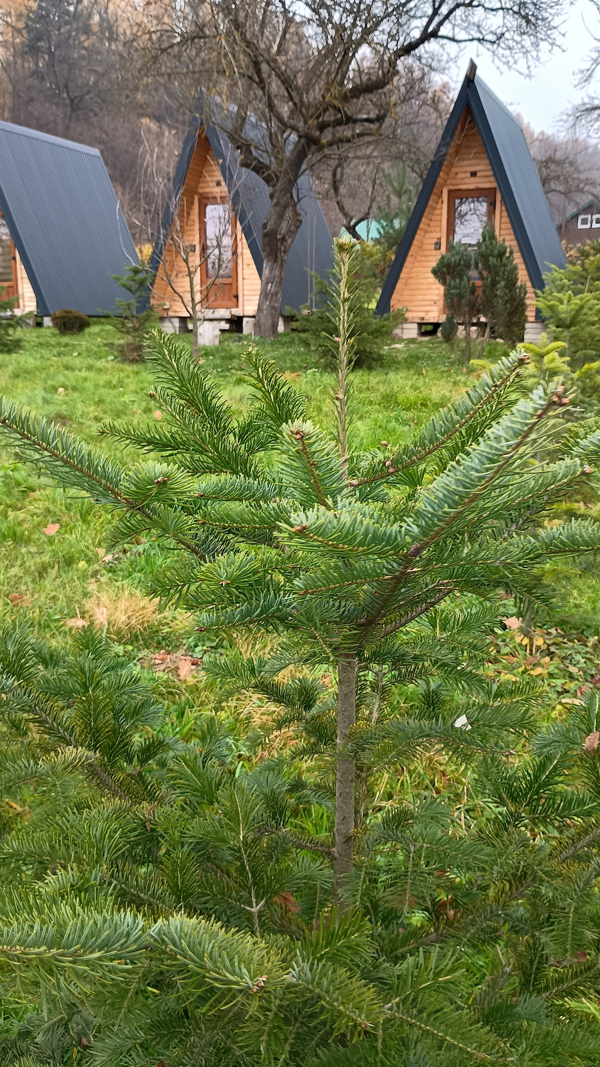 A Frame Hardic Cabins - foto 4