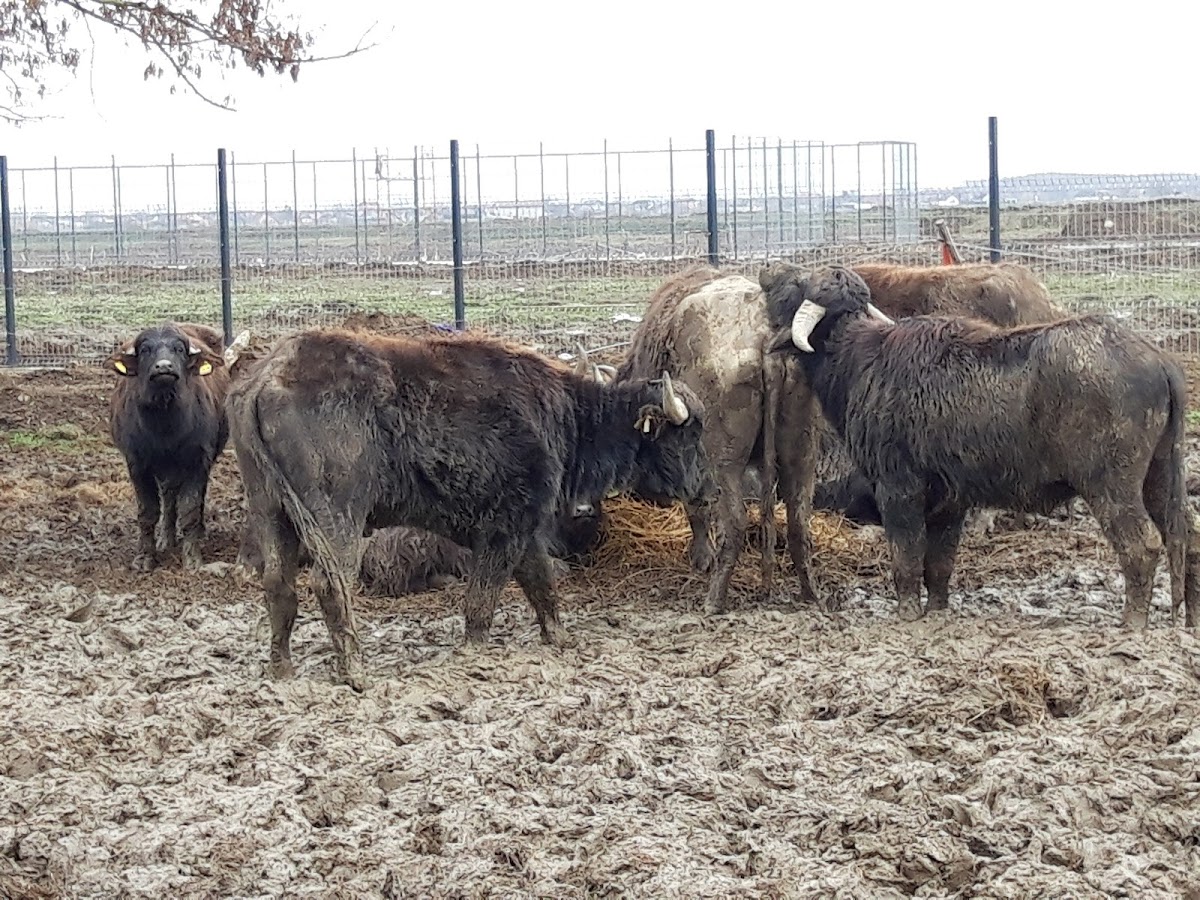 Centrul de vizitare Pecica - foto 1