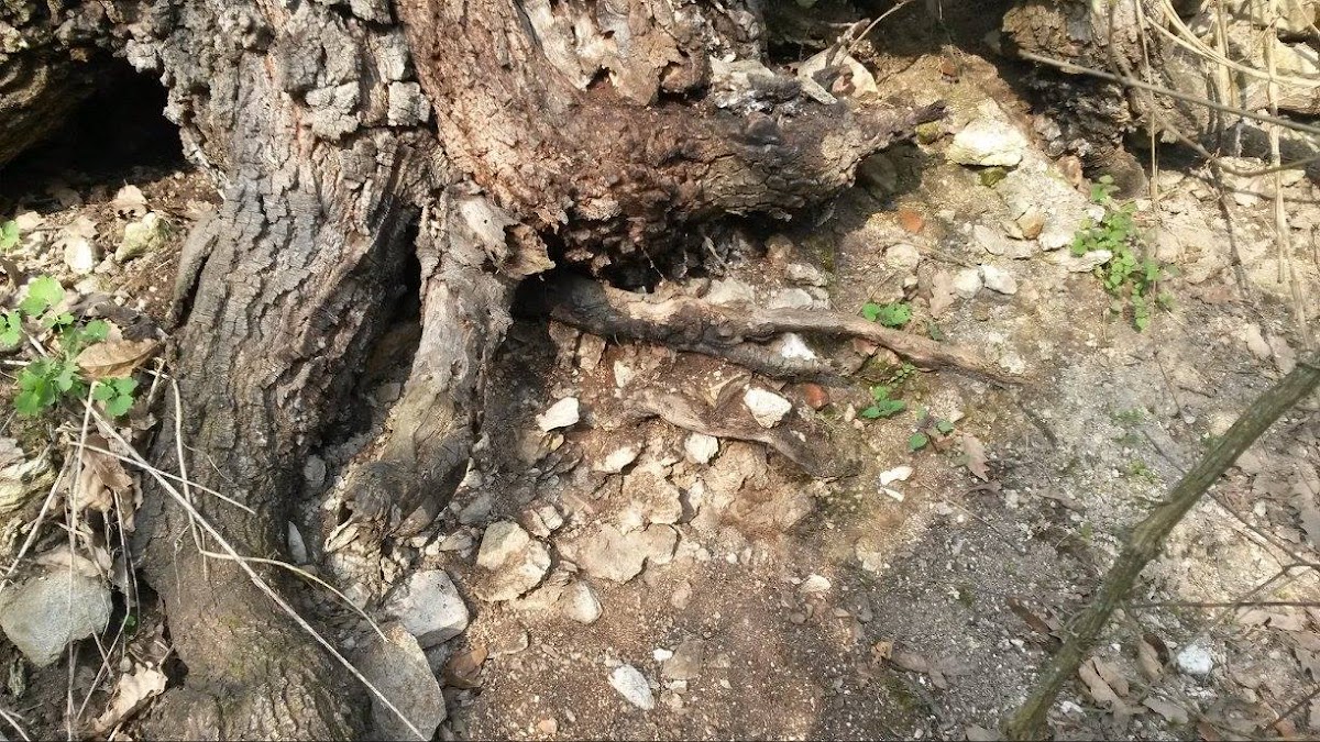 Cetatea Cladovei - foto 4