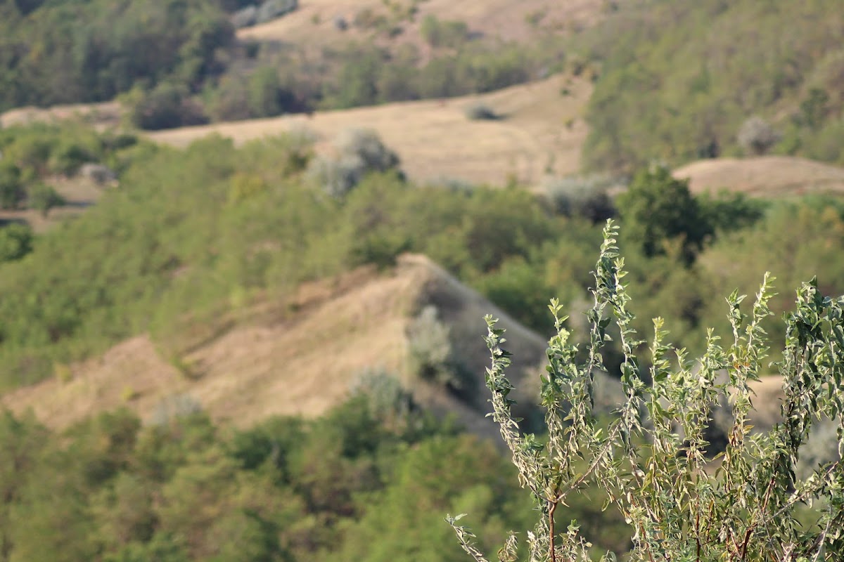 Forteresse Geto-Dacique de Buneşti - foto 3
