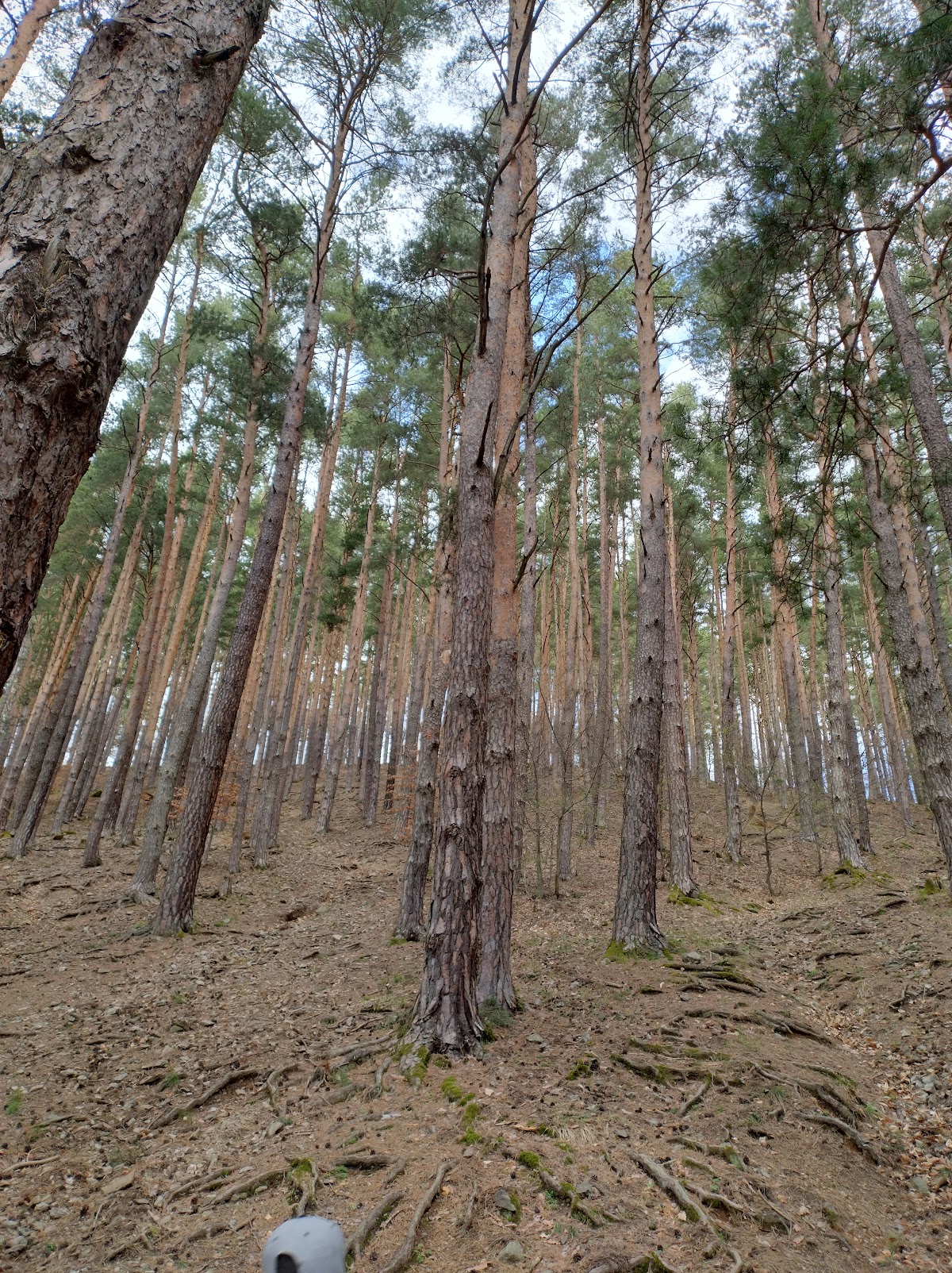 Cetatea Rășinari - foto 5