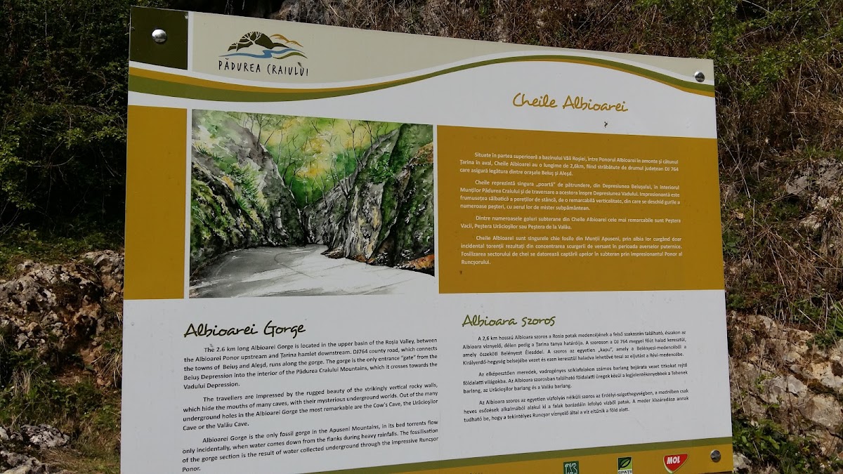 Cheile Albioarei - foto 3