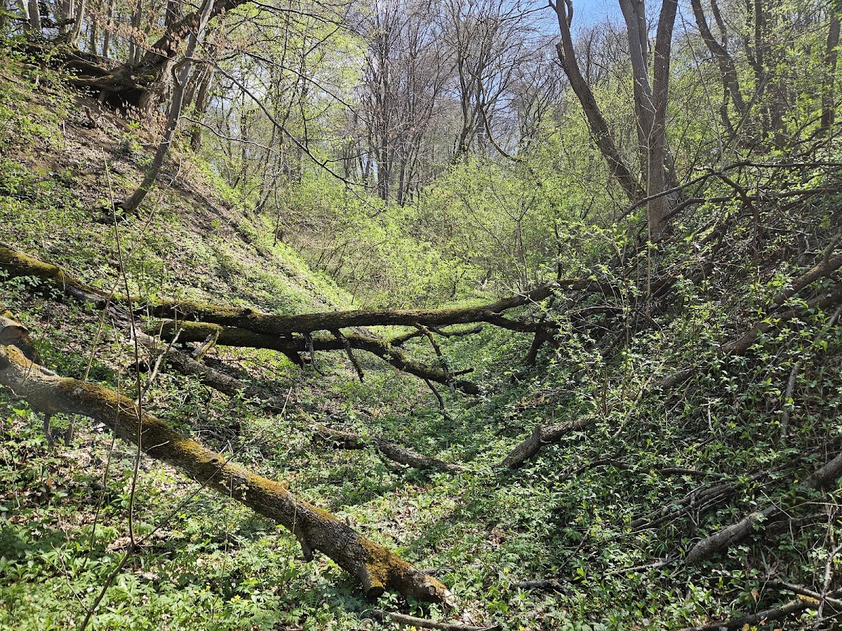 Cheile Baciului - foto 3