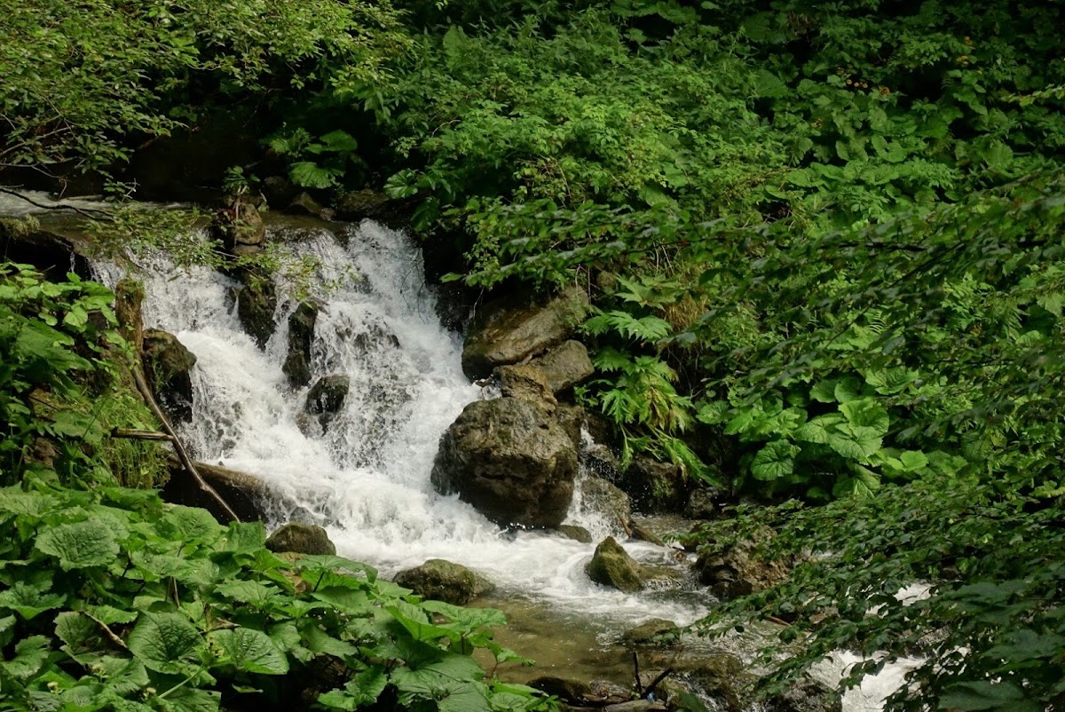 Cheile Cheiței - foto 3