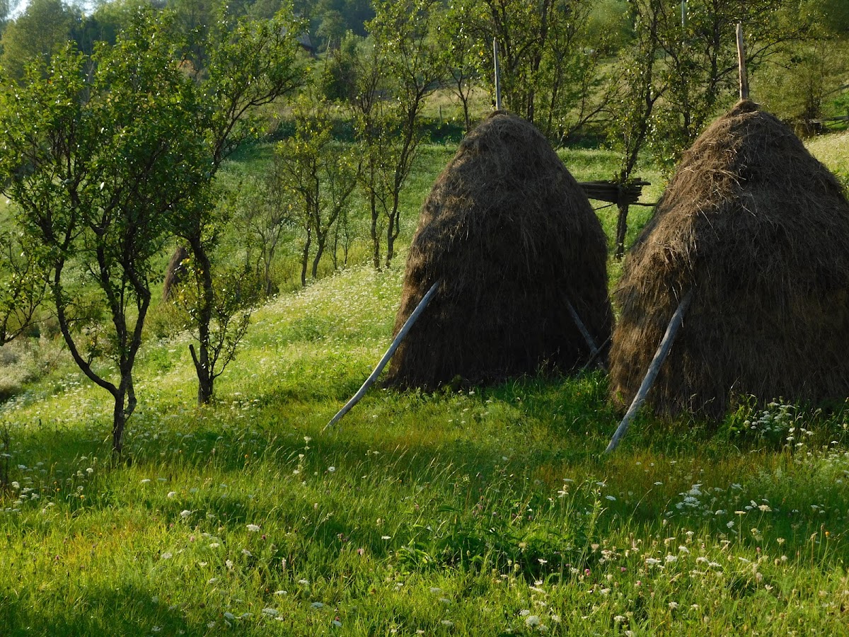 Cheile Mândruțului - foto 5