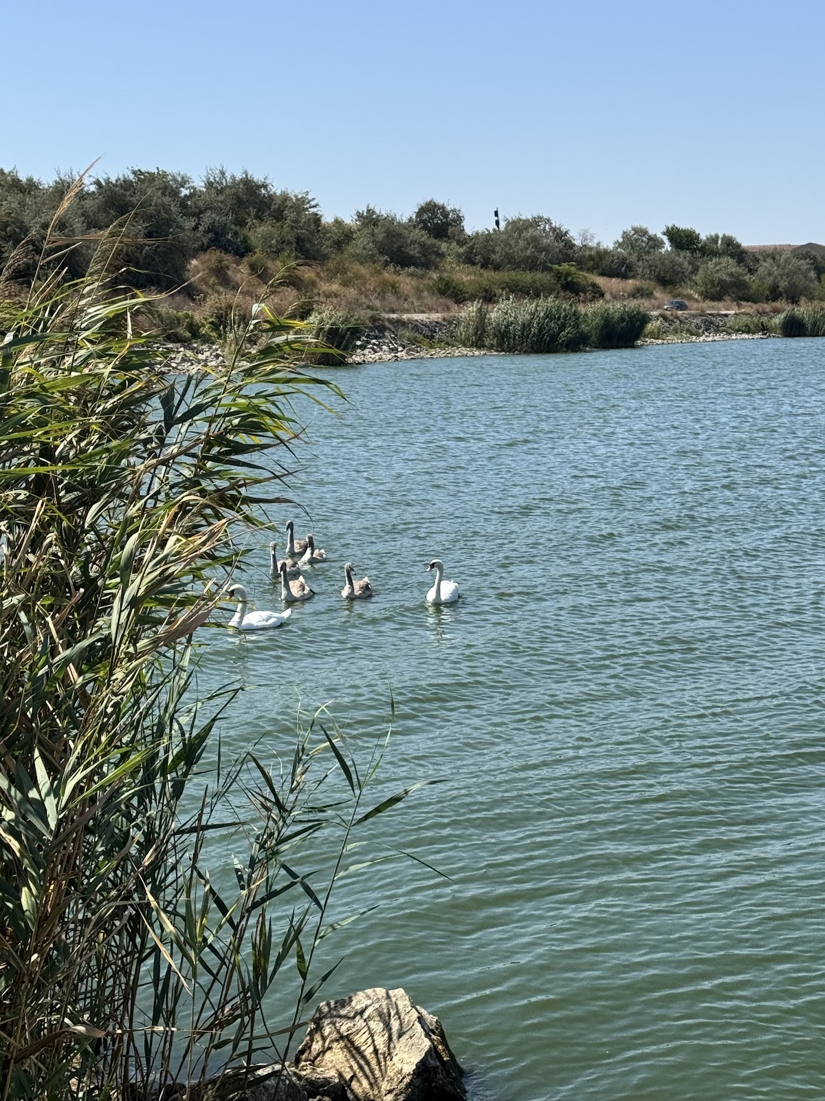 Cherhanaua Tașaul - foto 3