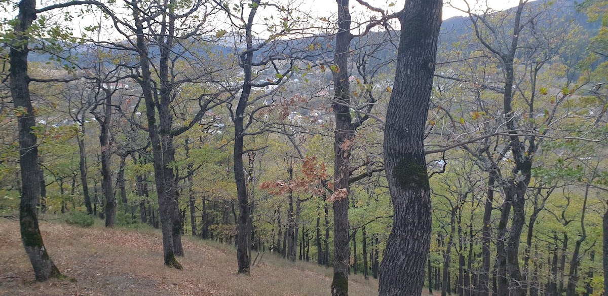 Codrii de Aramă - foto 4