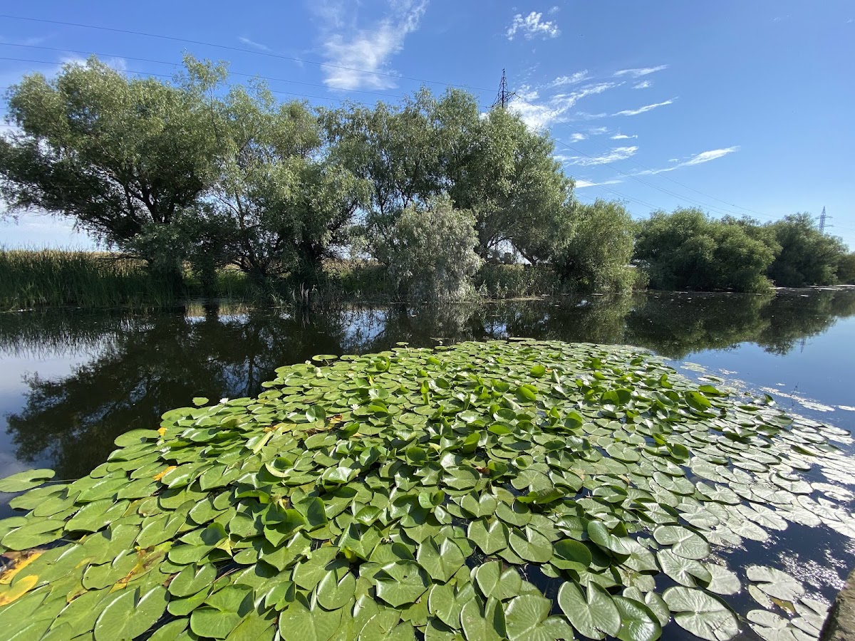 Complex Lotus Crisan - foto 5