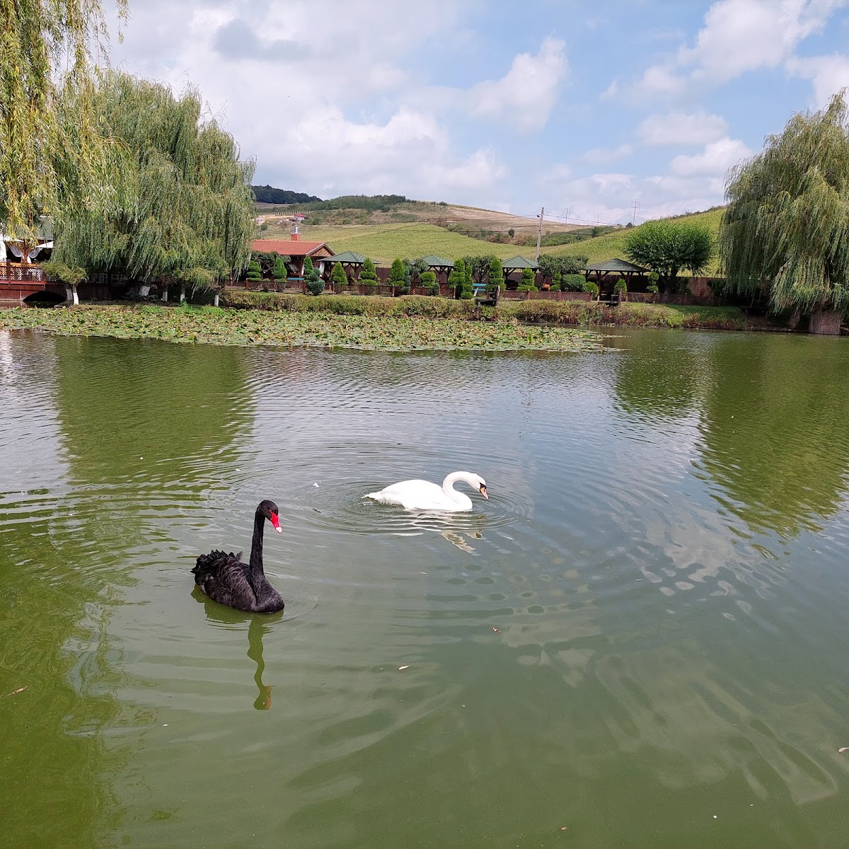 Complesso Turistico Darina Sâncraiu de Mureș - foto 5