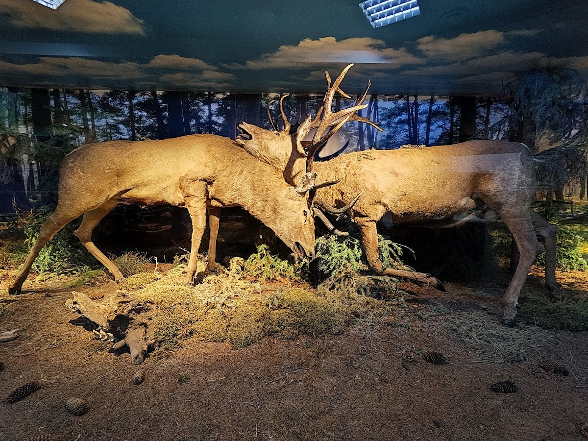 Ion Borcea Természettudományi Múzeumkomplexum - foto 5