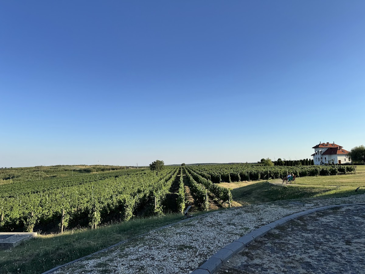 Crama Avincis - foto 5