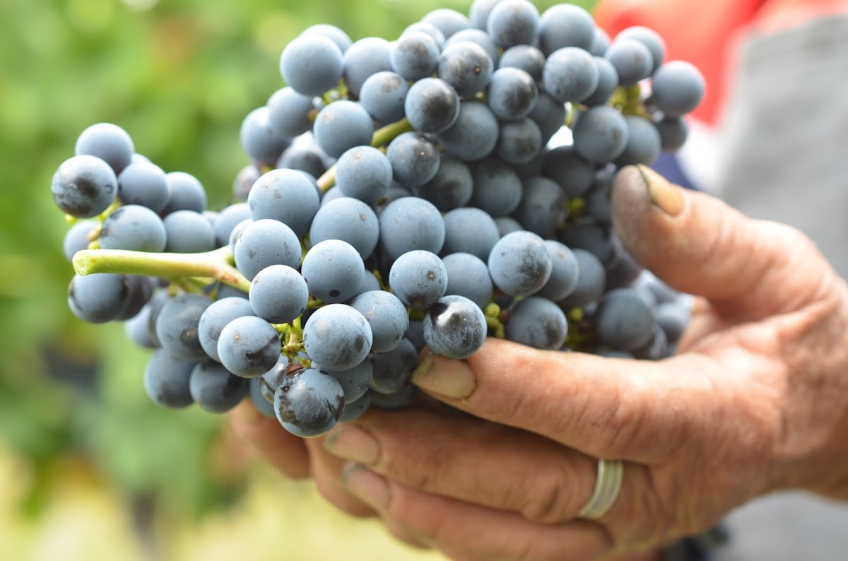 Crama Bauer Drăgășani - foto 1