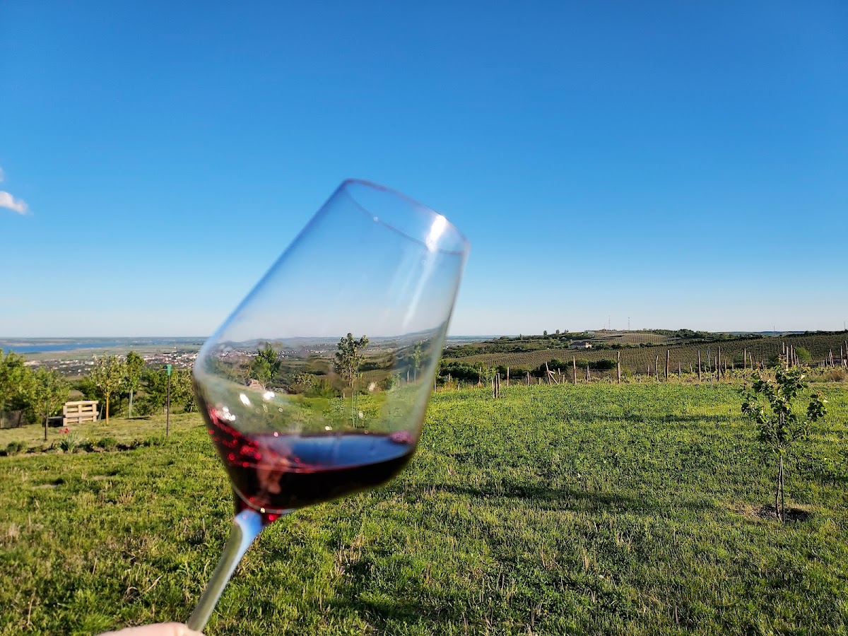 Crama Bauer Drăgășani - foto 3