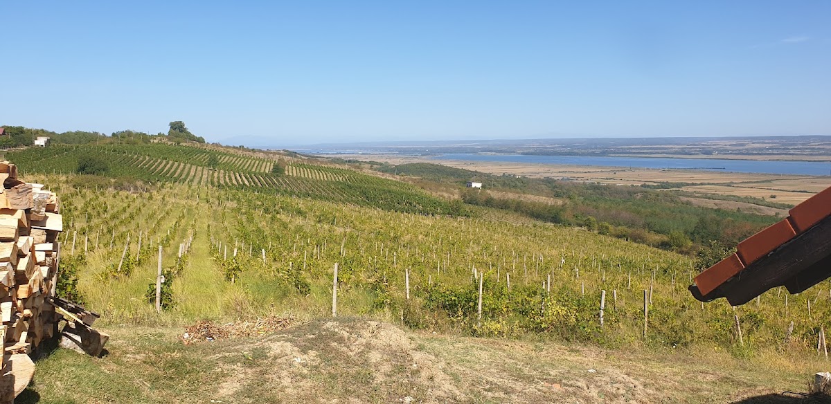 Crama Bauer Drăgășani - foto 4