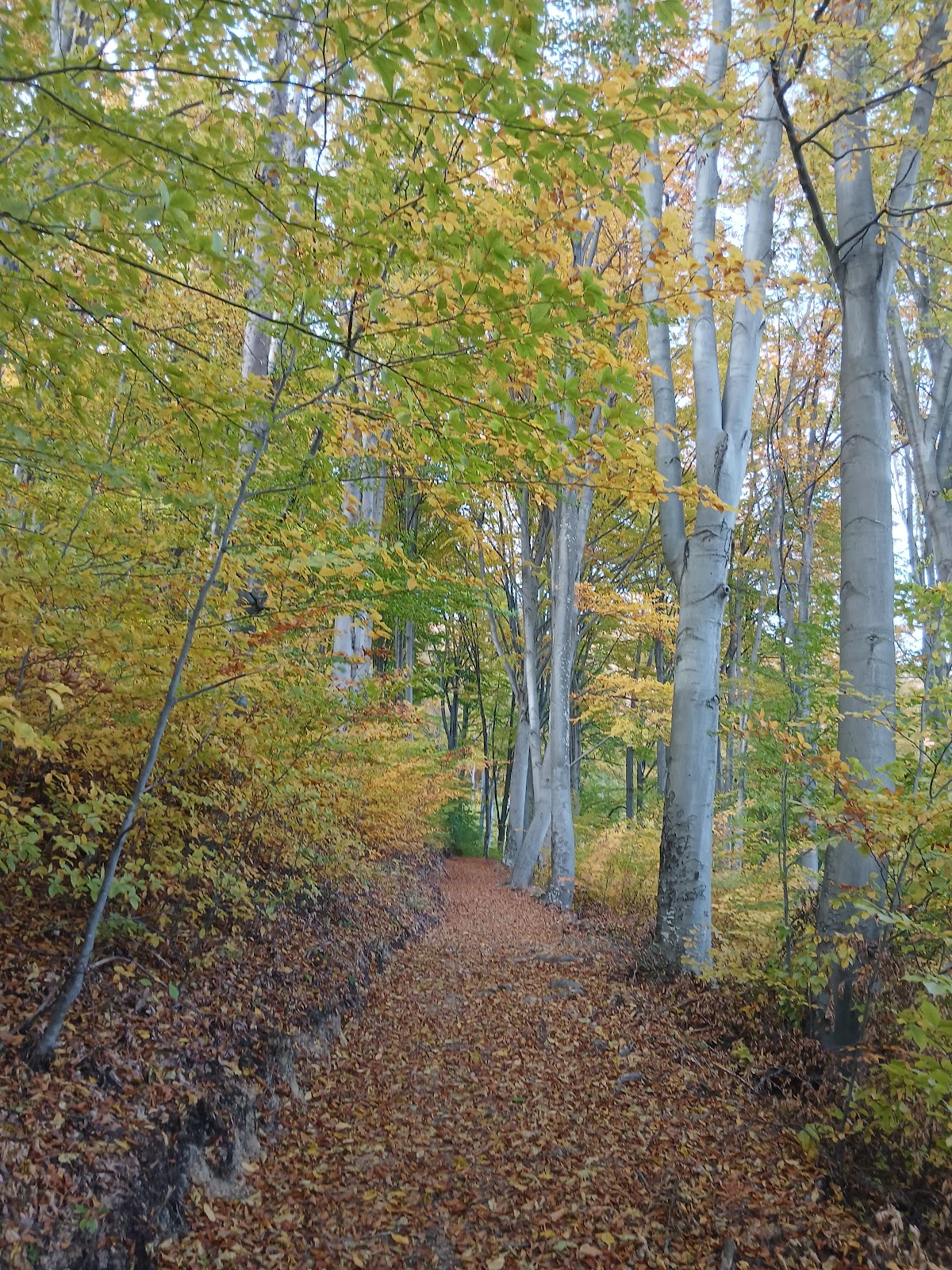 Crucea Anina - foto 2