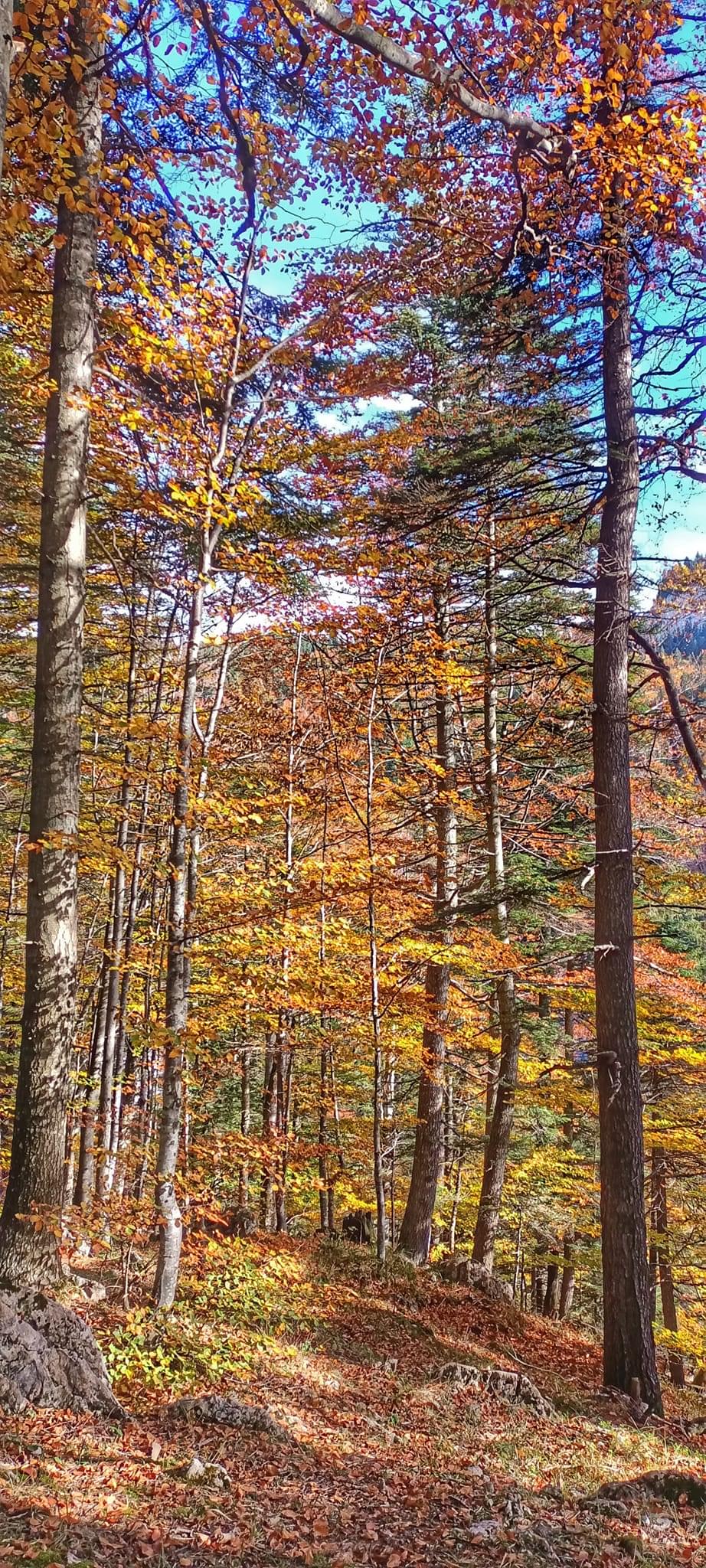 Dâmbul Morii - foto 3