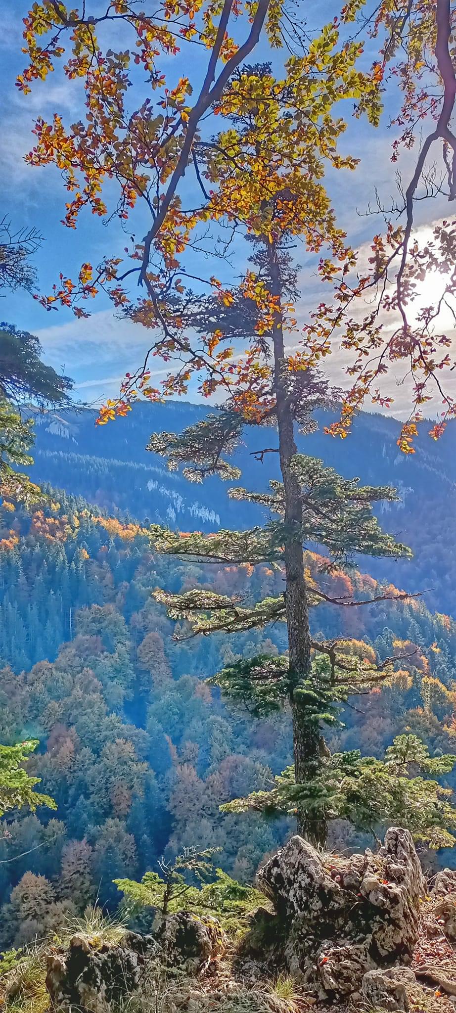 Dâmbul Morii - foto 5