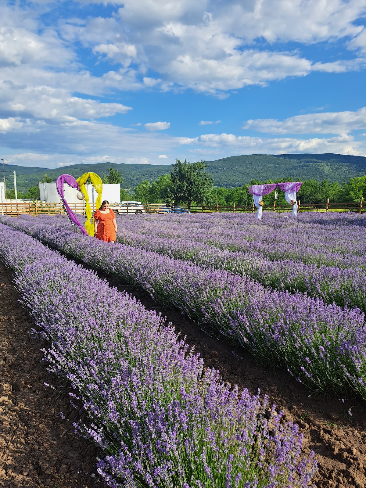 Dealul cu Lavanda