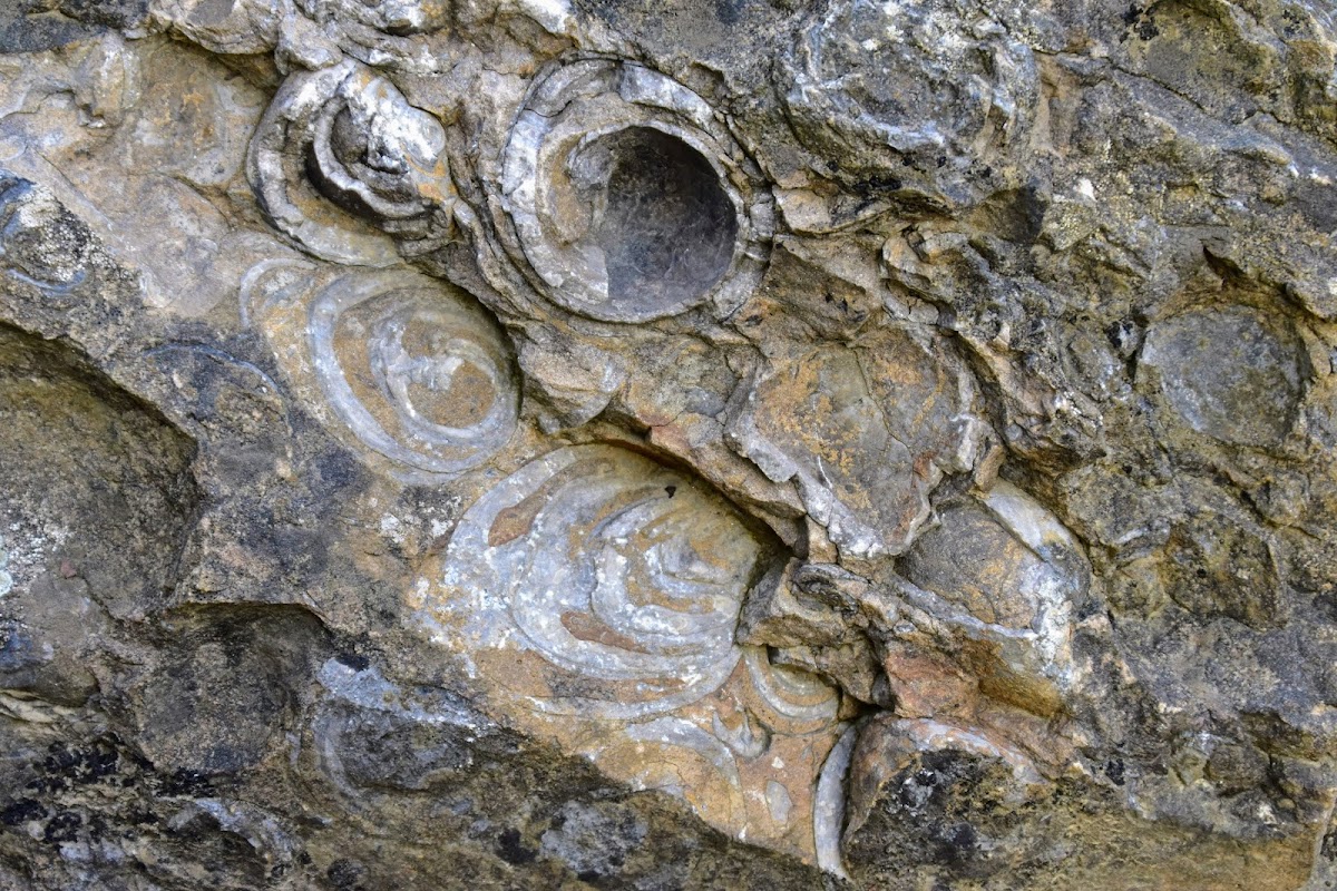 Colline aux Escargots - foto 3
