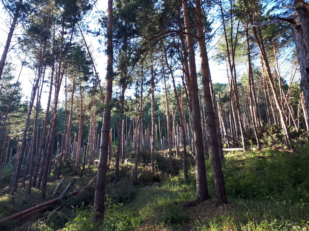 Dealul Drăcoaia