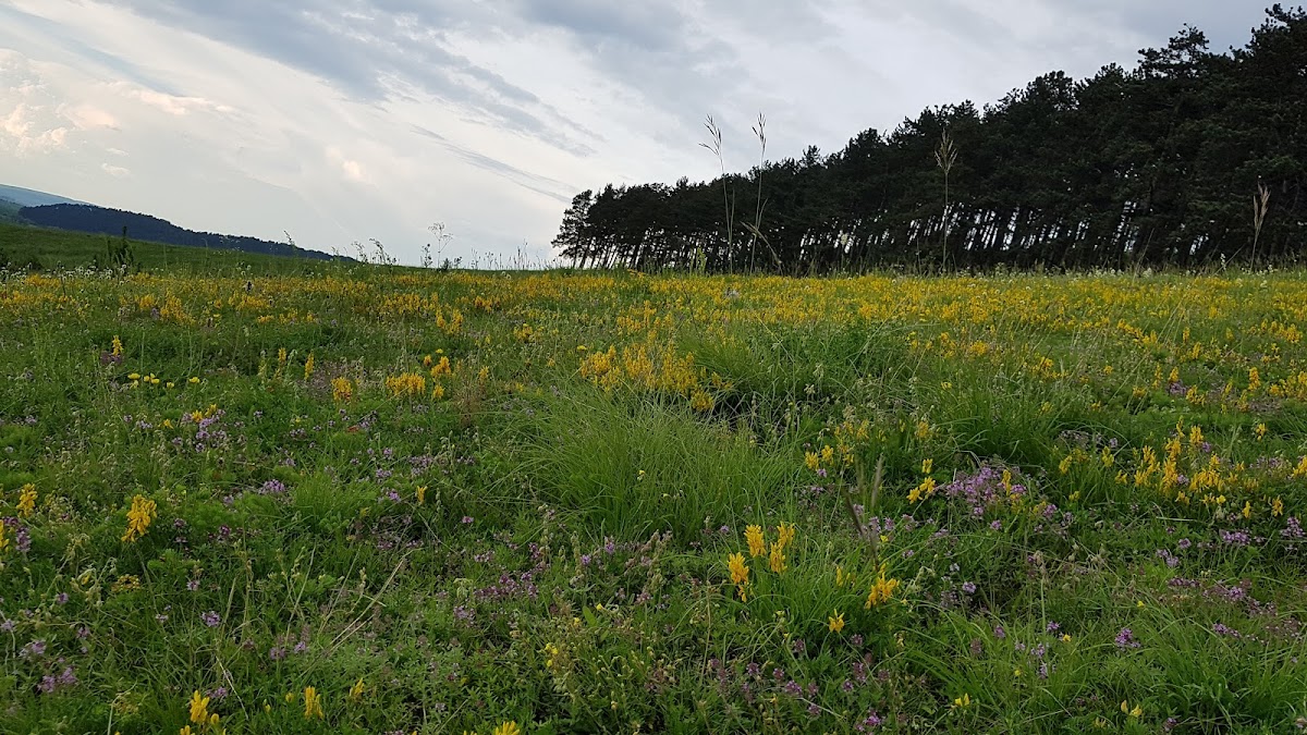 Dealul Lempeș - foto 3