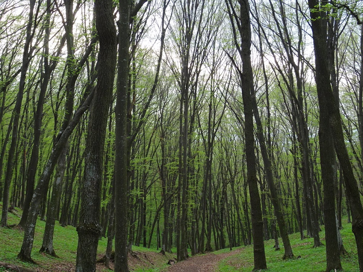 Dealul Lempeș - foto 5