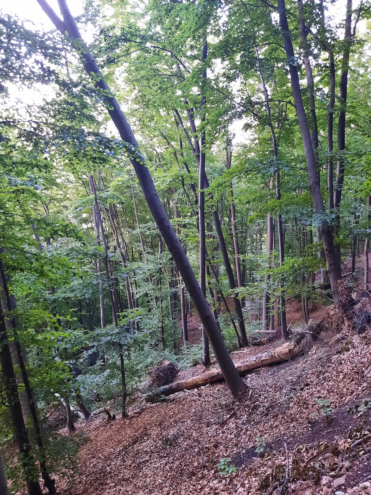 Dealul Măgura - foto 4